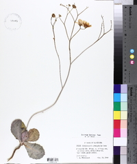 Atrichoseris platyphylla image