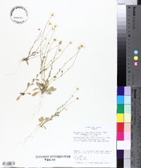 Astranthium integrifolium var. triflorum image