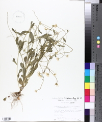 Astranthium integrifolium image