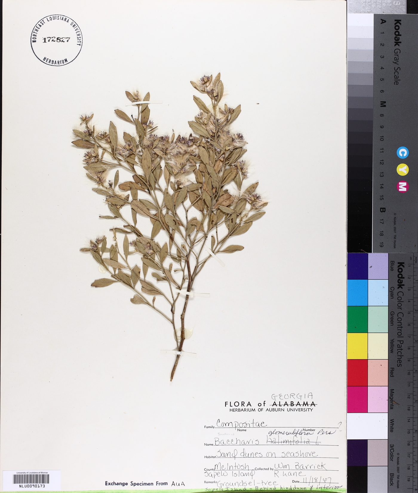 Baccharis glomeruliflora image