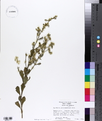 Baccharis glomeruliflora image