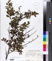 Baccharis glomeruliflora image