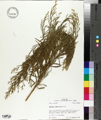 Baccharis angustifolia image