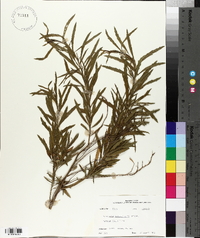 Baccharis angustifolia image