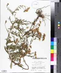 Aster ageratoides image