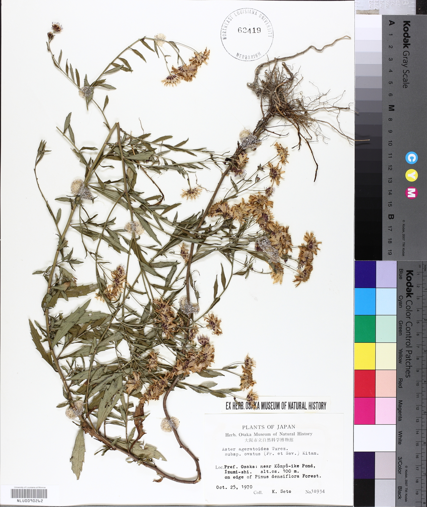Aster ageratoides subsp. ovatus image