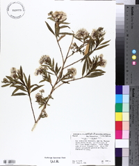 Baccharis salicifolia image