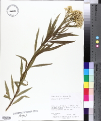 Baccharis salicifolia image