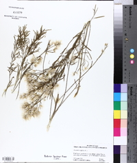 Baccharis neglecta image