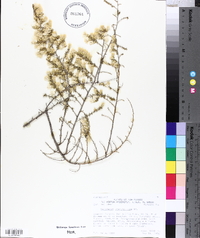 Baccharis pteronioides image