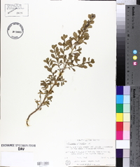 Baccharis pilularis image