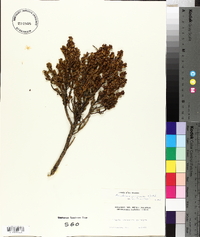 Baccharis tola var. incarum image
