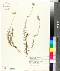 Baccharis gnaphalioides image