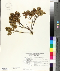 Baccharis conferta image