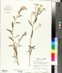 Baccharis thesioides image