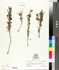 Baccharis texana image