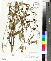 Bidens aristosa image