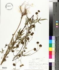 Bidens aristosa image