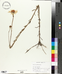 Balduina uniflora image