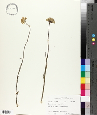 Balduina uniflora image