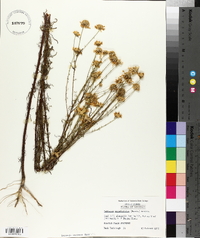 Balduina angustifolia image