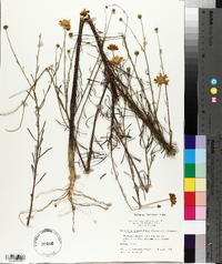 Balduina angustifolia image