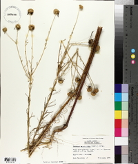 Balduina angustifolia image