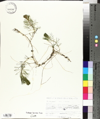 Bidens beckii image