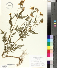 Bidens aristosa image