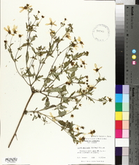 Bidens aristosa image