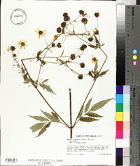 Bidens aristosa image