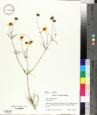 Bidens aristosa image