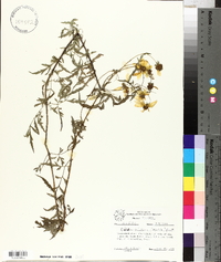 Bidens aristosa image