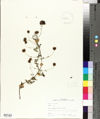 Bidens mitis image