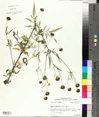 Bidens aristosa image