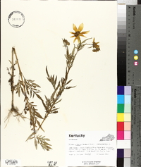 Bidens aristosa image