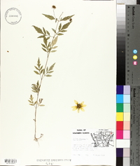 Bidens aristosa image