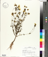 Bidens aristosa image