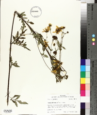 Bidens aristosa image