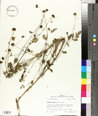 Bidens aristosa image