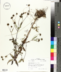 Bidens aristosa image