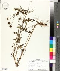 Bidens aristosa image