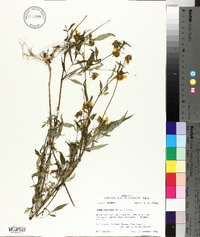 Bidens aristosa image