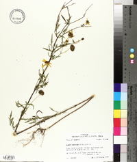 Bidens aristosa image