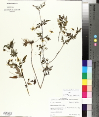 Bidens aristosa image