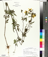 Bidens aristosa image