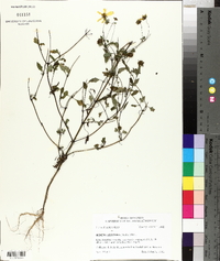 Bidens aristosa image