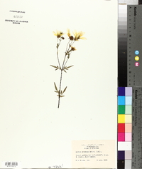 Bidens aristosa image