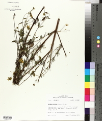 Bidens aristosa image