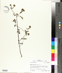 Bidens aristosa image